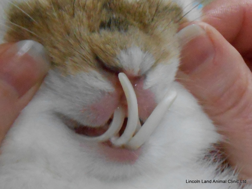 Over grown incisors before dental procedure on a rabbit.  Lincoln Land Animal Clinic, Ltd, 217-245-9508, Jacksonville, IL. We care for Small and Large Animals.