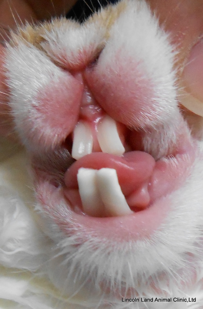 Over grown incisors after dental procedure on a rabbit.  Lincoln Land Animal Clinic, Ltd, 217-245-9508, Jacksonville, IL. We care for Small and Large Animals
